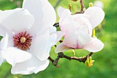 A sprig of magnolia blossoms