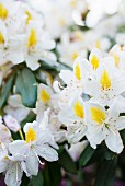 White and yellow rhododendron flowers