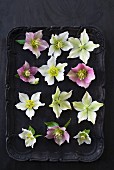 Hellebore flowers on various colours on black tray