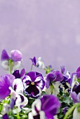 Violette Stiefmütterchen vor lilafarbenem Hintergrund