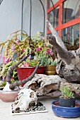 Arrangement of animal skulls, weathered wood and succulents on terrace