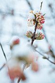 Snow-covered flowers in the garden