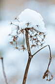 Vertrocknete Pflanze mit Schneehaube