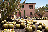 Exotic cactus garden outside house with walls painted terracotta pink