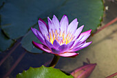 Lilafarbene Lotusblüte im Wasser