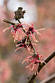 Pink-flowering witch-hazel branch