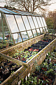 Seedlings for planting out in garden growing in greenhouse and coldframe