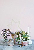 Arrangement of succulents in ceramic pots, candles and star decoration