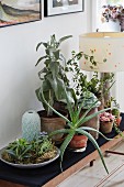 House plants and table lamp on flower stand