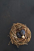 Black and gold eggs in willow nest