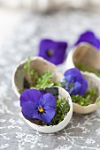 Cress in egg shells lined with newspaper