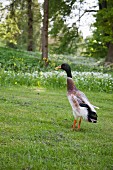 Indian runner duck on lawn