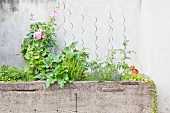Various herbs, garden plants and flowering plants in concrete trough