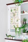 Various foliage plants on white kitchen dresser decorated with botanical illustrations