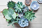 Various succulents in wooden crate on wooden boards
