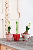 White hyacinths and amaryllis in vintage cups on wooden table