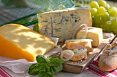 Käseplatte mit verschiedenen Käsesorten, Basilikum und Zwiebelringen beim Picknick