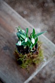 Snowdrops and moss on rustic wooden surface