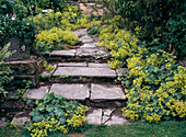 Stairs with Alchemilla mollis
