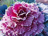 Brassica (ornamental cabbage) with rime