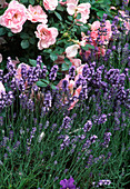Rose 'Bonica', Lavandula angustifolia (lavender)