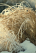 Grasses (Miscanthus) with hoarfrost