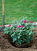 Plant container rose 'Rose De Resht'