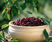 Amelanchier canadensis fruits from rock pear