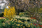 Spring garden with daffodils