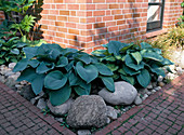 Hosta in the pebble bed