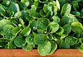 Feldsalat aussäen und in Balkonkasten einpflanzen
