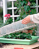 Cuttings propagation of Pelargonium zonal