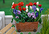Box with tulips, hyacinths, pansies