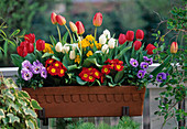 Tulips, Primula, Viola, Erysimum (gold lacquer)