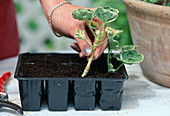 Pelargonium cuttings propagation