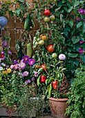 Gemüse auf dem Balkon ziehen