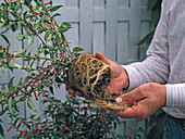 Root bales of Cuphea ignea (cigar plant)