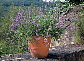 Real lavender (Lavandula angustifolia) in terracotta pot