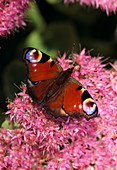 Butterfly on Sedum spectabile