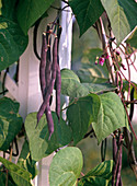 Stangenbohnen 'Blauhilde' (Phaseolus vulgaris)