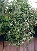 Majorana hortensis