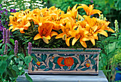 Lilium asiaticum 'Orange Pixie'