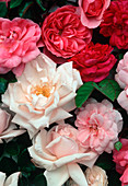 Various rose petals