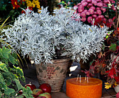 Helichrysum angustifolium (curry herb)