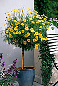 Agryanthemum frutescens (Chrysanthemum)