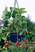 Strawberry 'Elsanta' (Fragaria) bears sweet, aromatic fruits