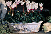 Cyclamen persicum, (Alpenveilchen)