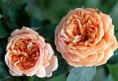 Rose 'Ellen'