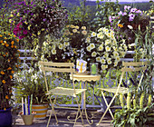 Thunbergia, hanging basket, Verbena, Petunia
