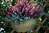 Calluna vulgaris (Bud flowering broom heath)
